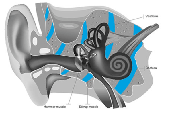 Bone Conduction Hearing